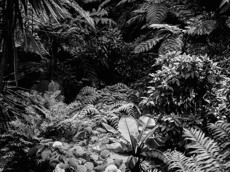Black and white image of a dense fern-filled garden.