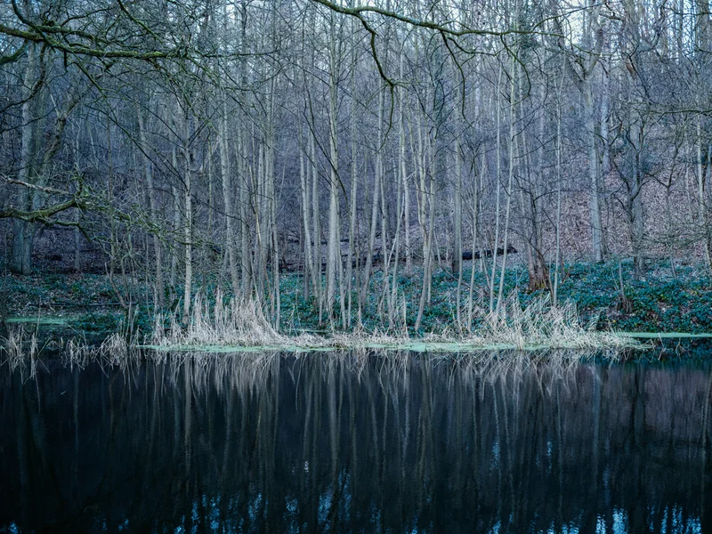 A tranquil forest scene with trees reflected in a calm pond.