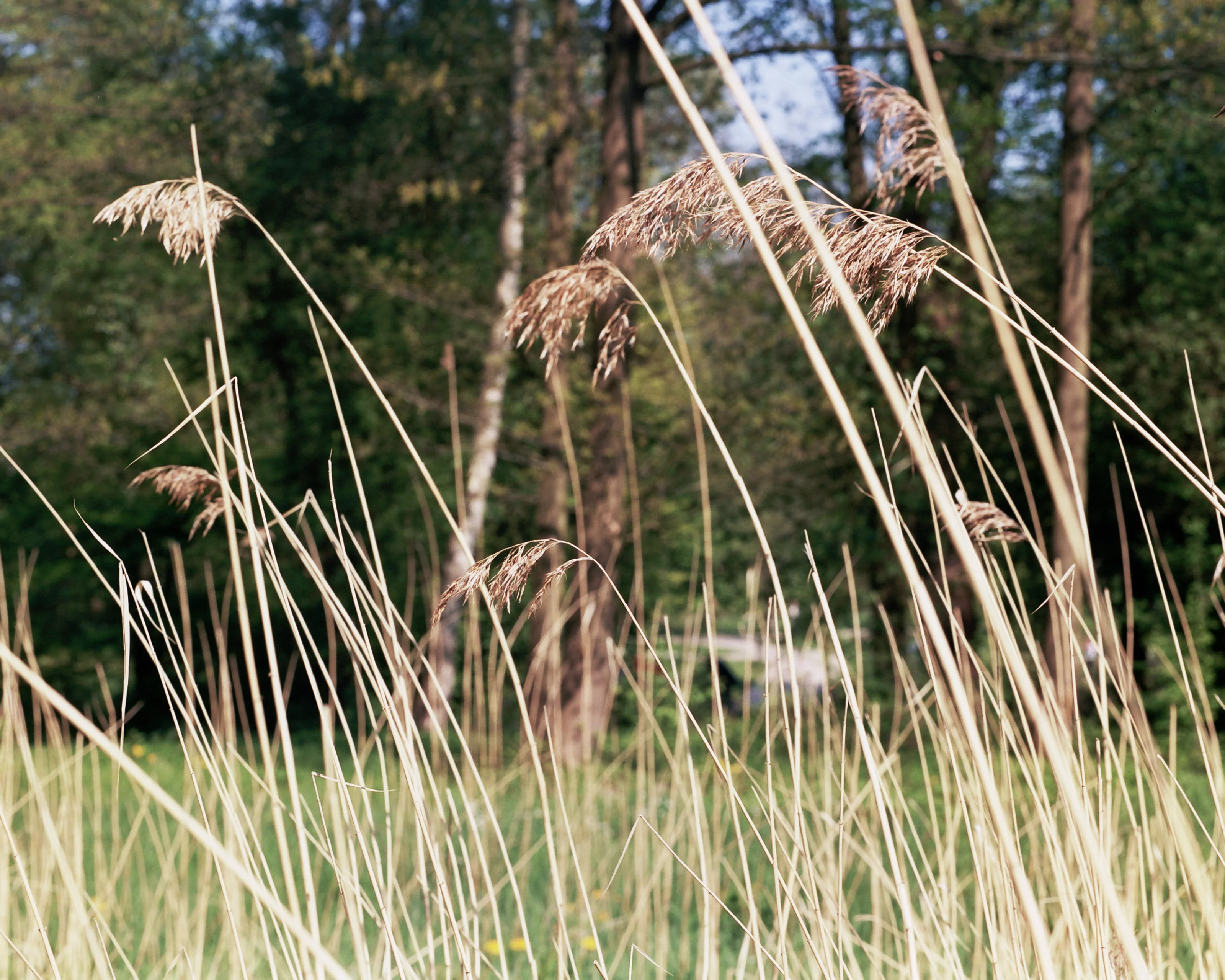 Tall grasses sway in the foreground with a blurred wooded background.