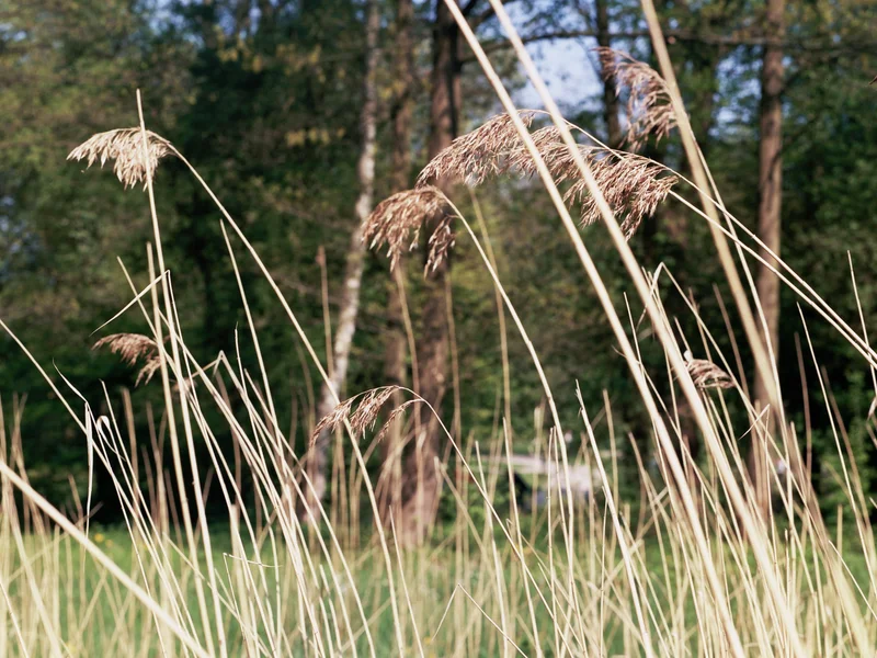 Tall grasses sway in the foreground with a blurred wooded background.
