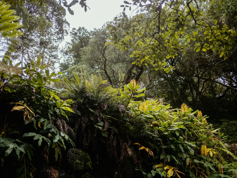 Lush green foliage and ferns with trees in a forest setting.