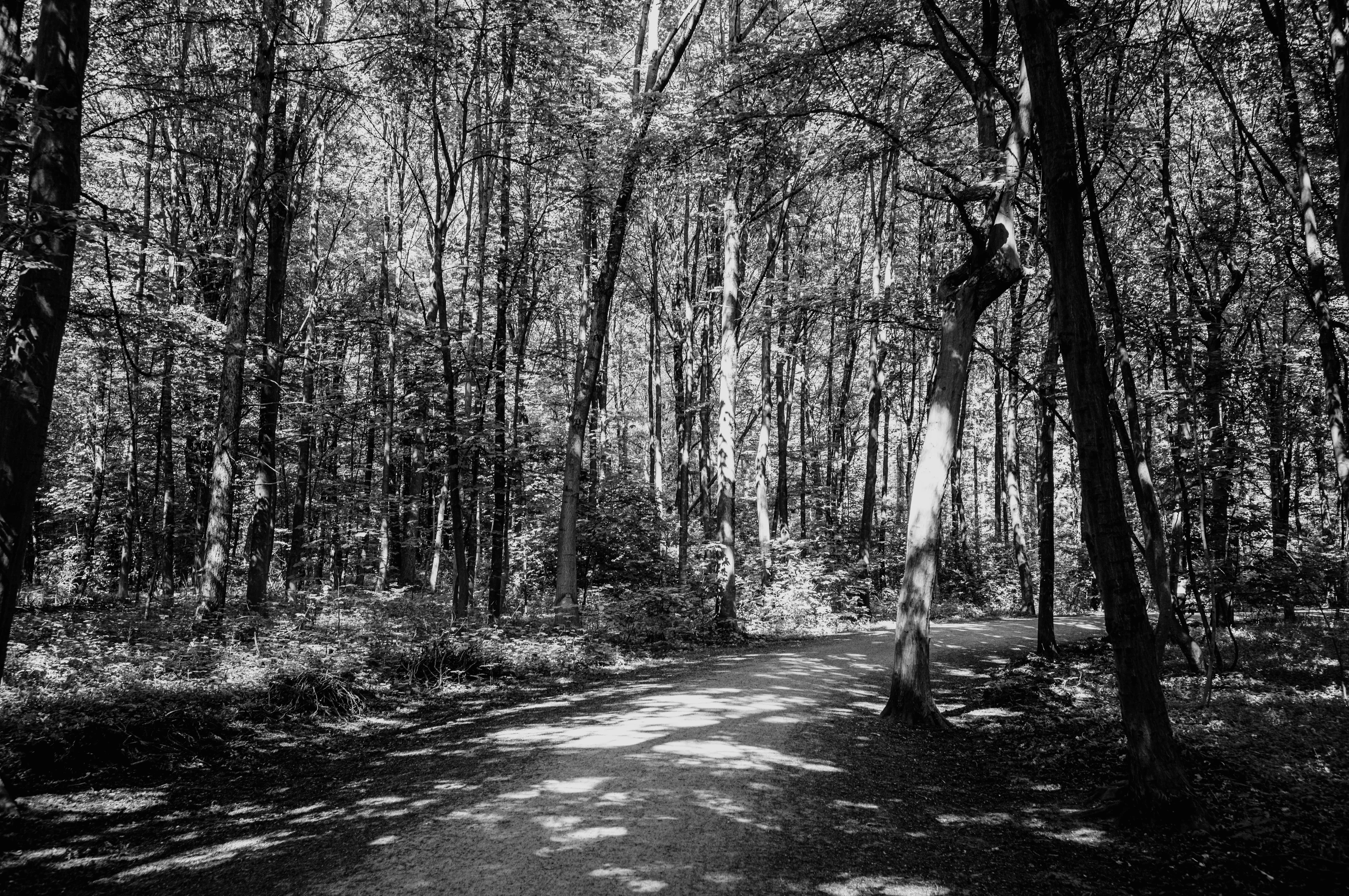 A black and white photo of a forest path surrounded by tall trees with sunlight filtering through.