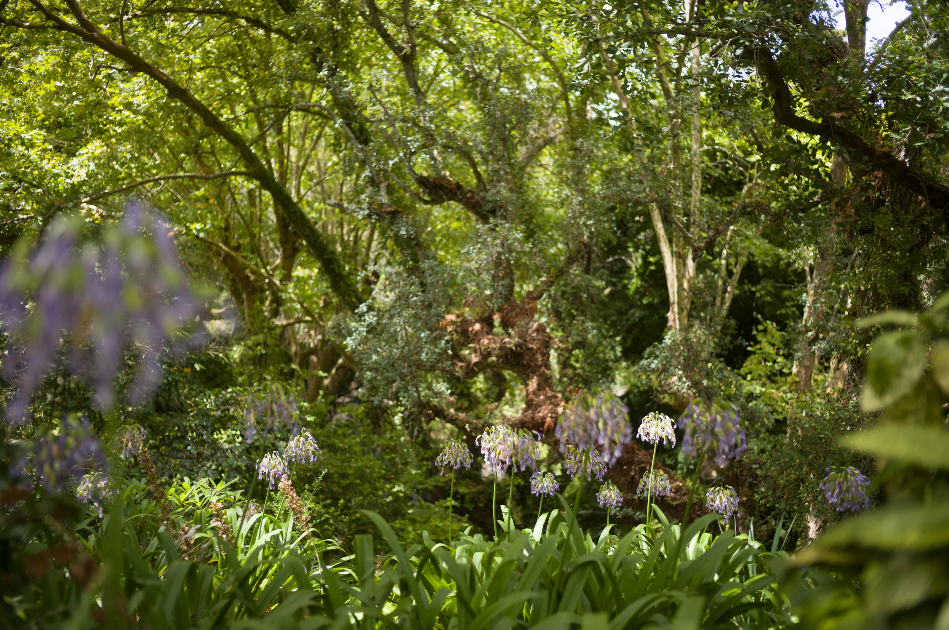 A forest scene with sunlight filtering through trees and purple flowers in the foreground.