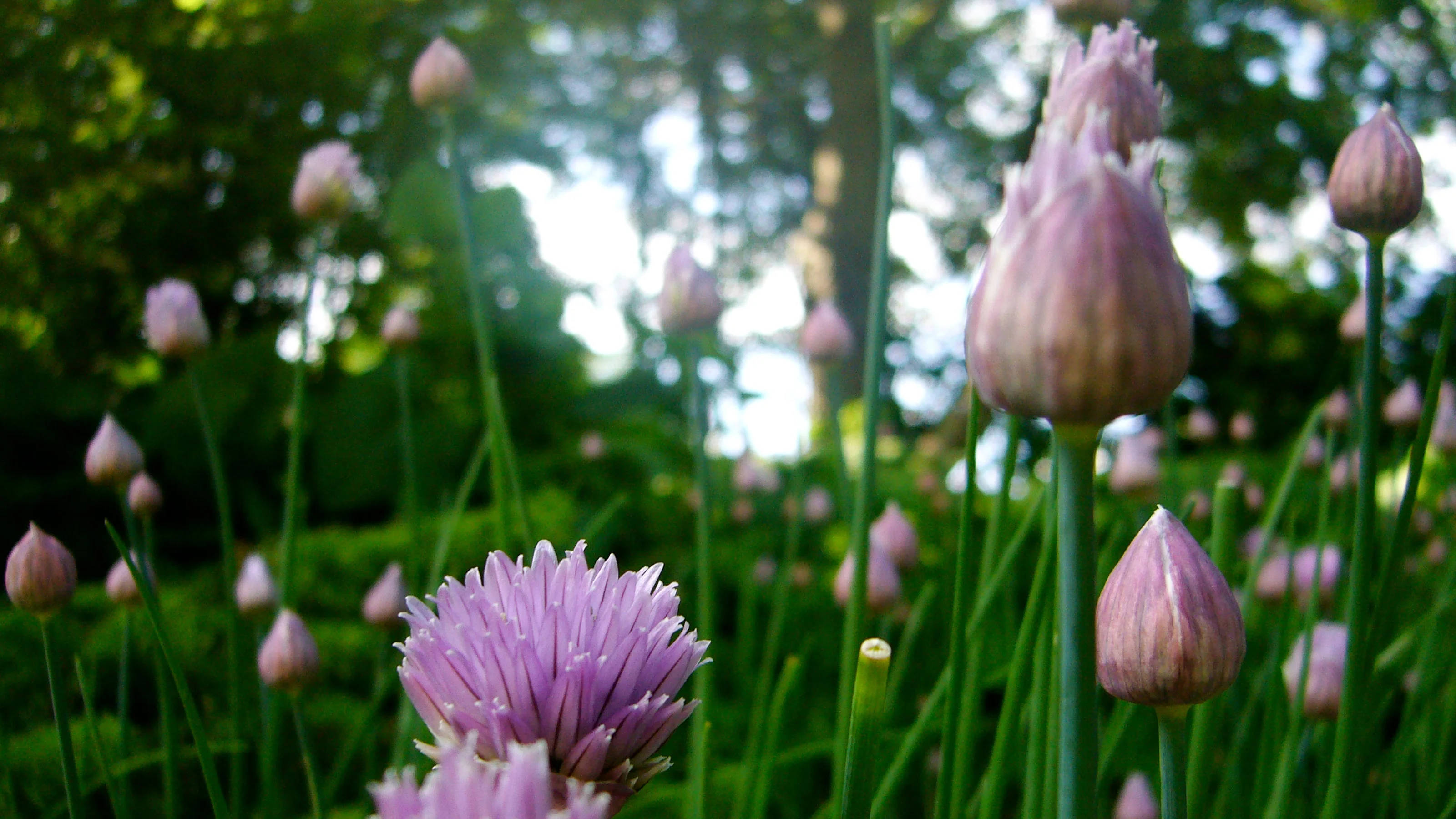Close-up of blooming chives with blurred greenery in the background.