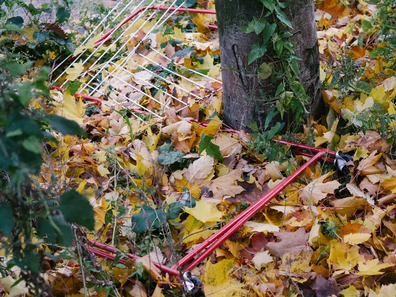 A tree surrounded by colorful fallen leaves and a red discarded bicycle frame.