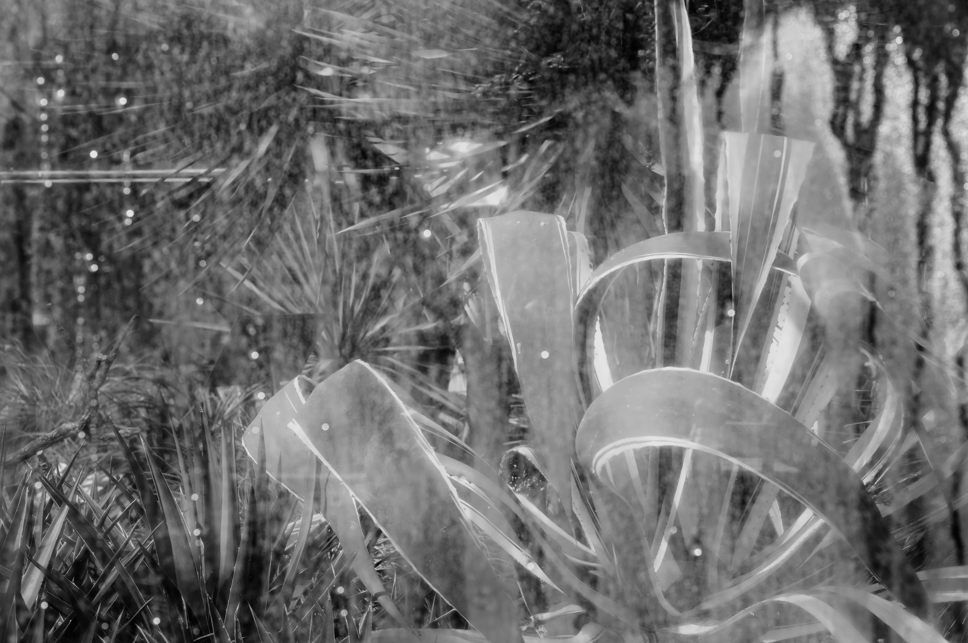 A black and white abstract image with overlapping plant leaves and light reflections.