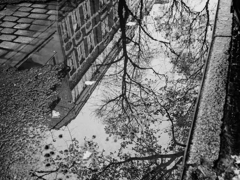 Reflection of trees and a building in a water puddle on a cobblestone street.