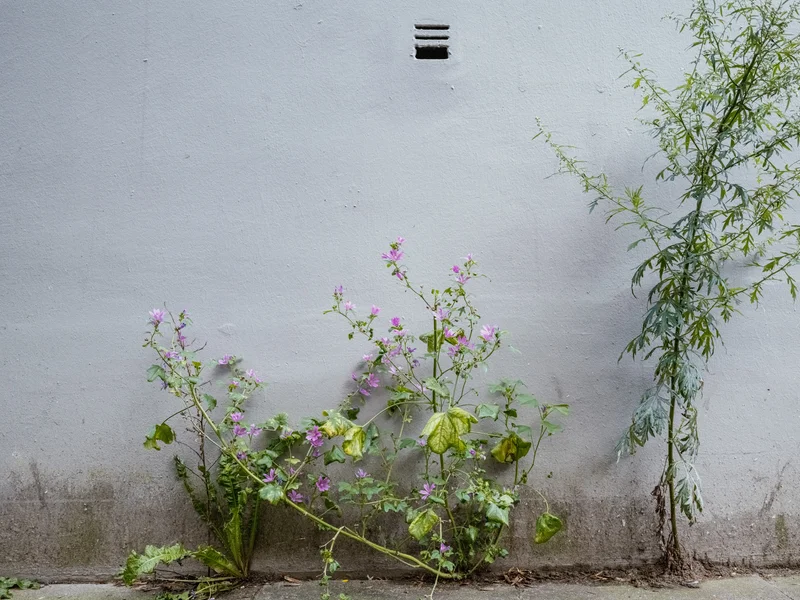 Purple flowers and a tall green plant growing against a white wall.