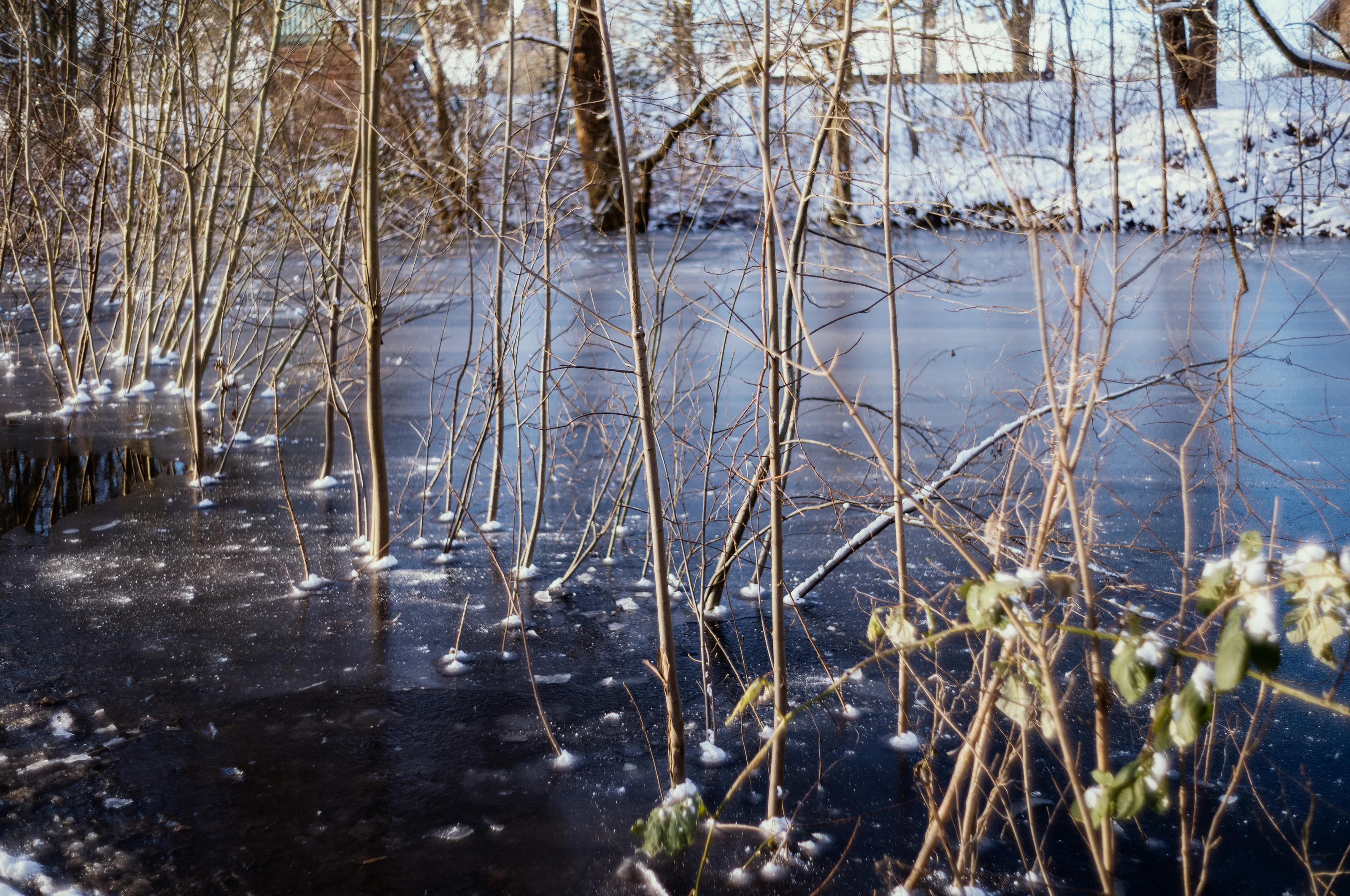 Thin trees and branches emerging from a frozen, snowy pond.