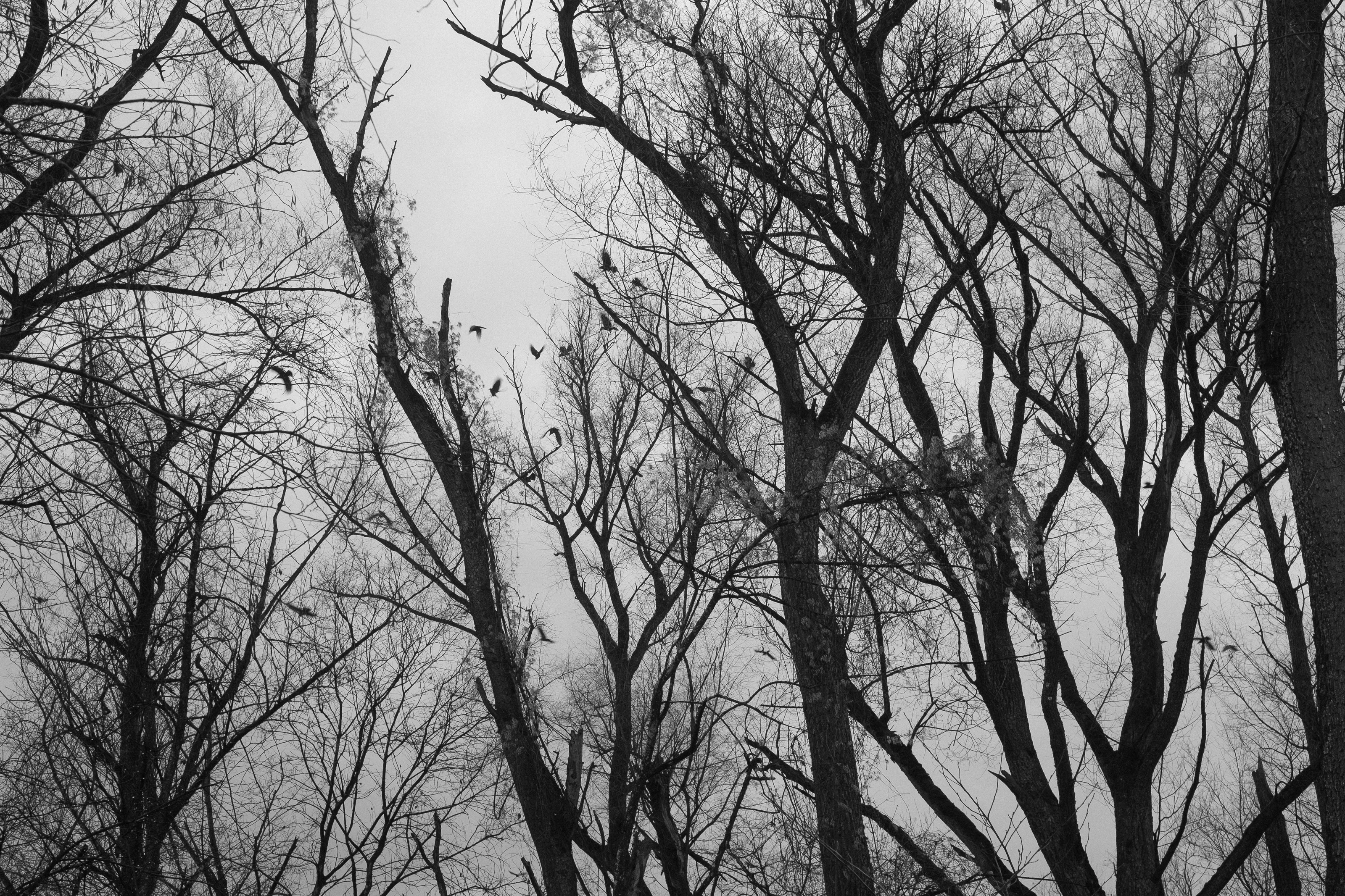 Silhouette of bare trees with birds perched and flying against a gray sky.