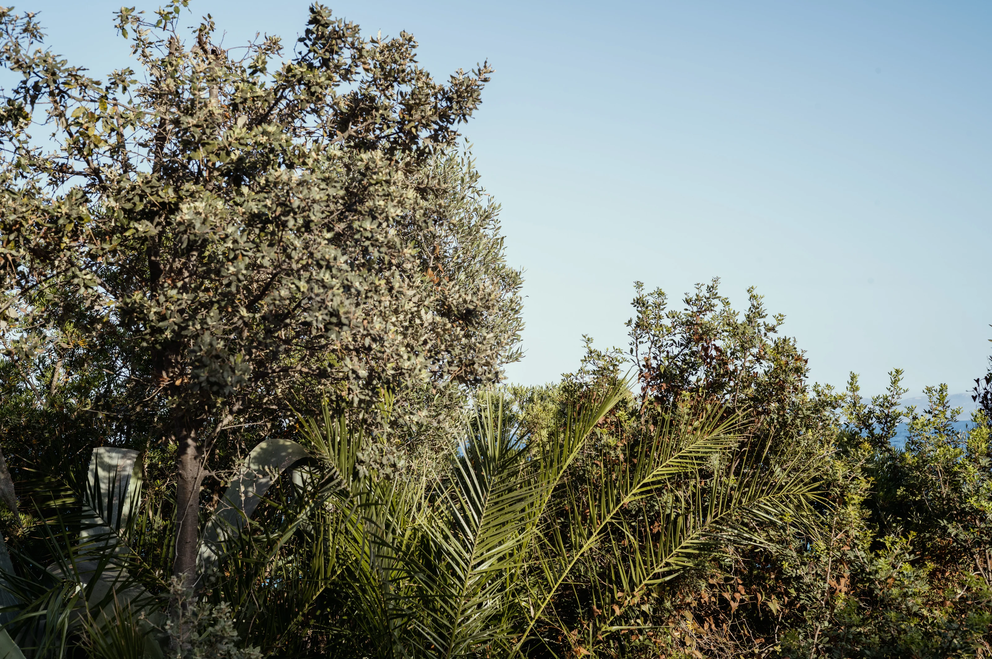 Dense foliage with varied trees and palm fronds under a clear blue sky.