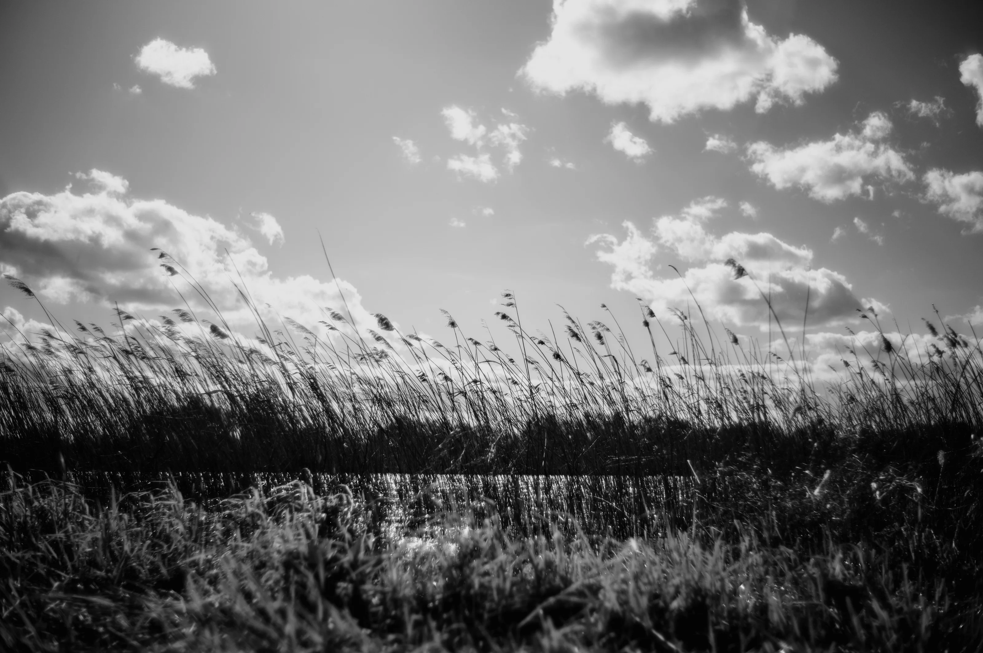 Tall grasses sway under a cloudy sky in a black and white landscape.
