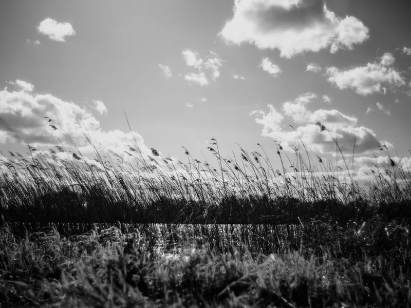 Tall grasses sway under a cloudy sky in a black and white landscape.