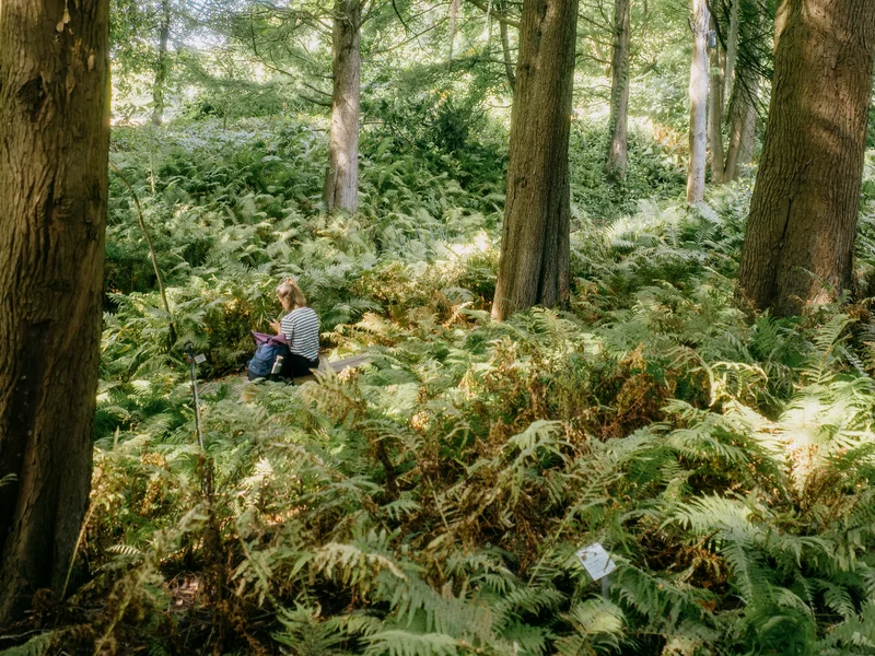 A person sitting on a log in a lush forest surrounded by tall trees and ferns.