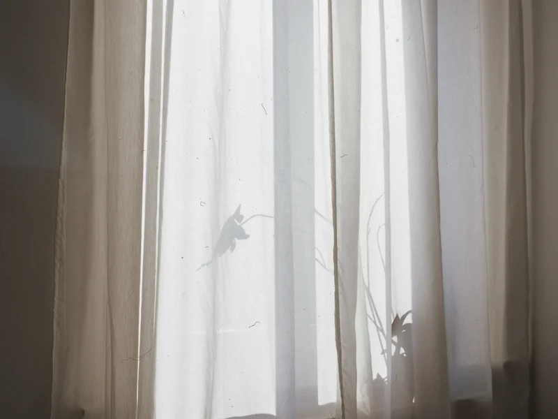 Sheer curtains softly lit by sunlight with a plant silhouette behind them.