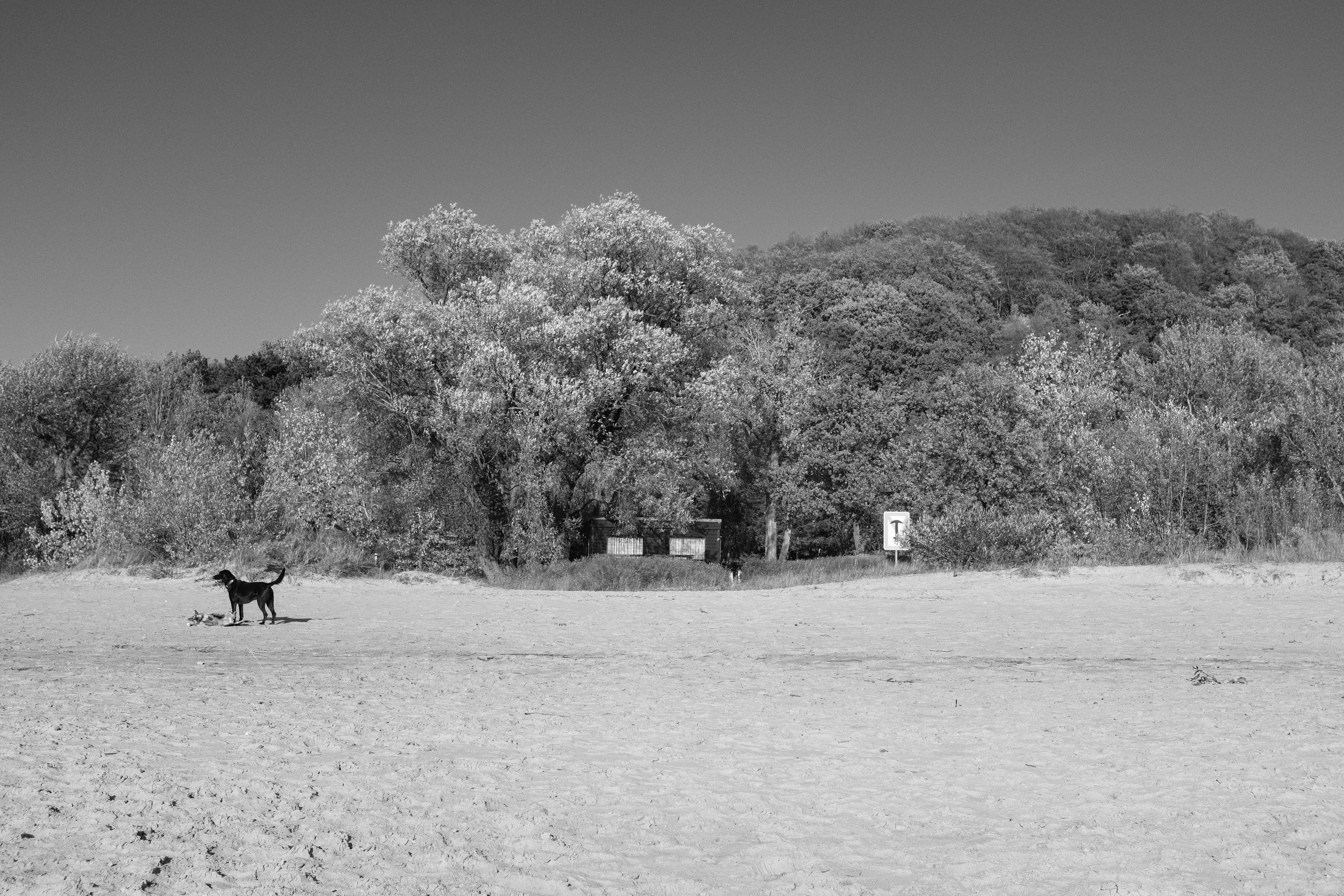 A dog standing on a sandy beach in front of dense foliage.