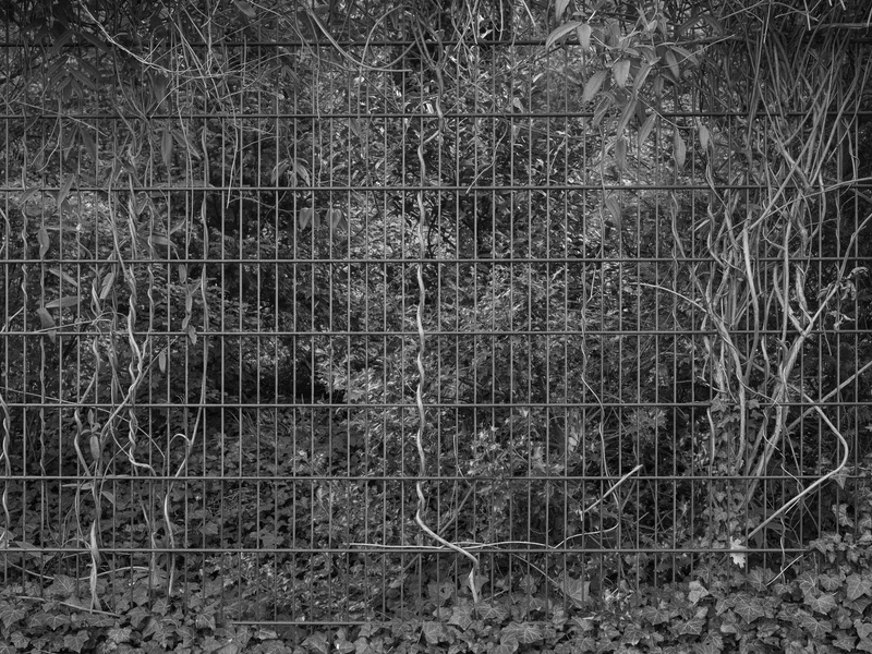 Metal fence with intertwined vines and dense foliage behind it.