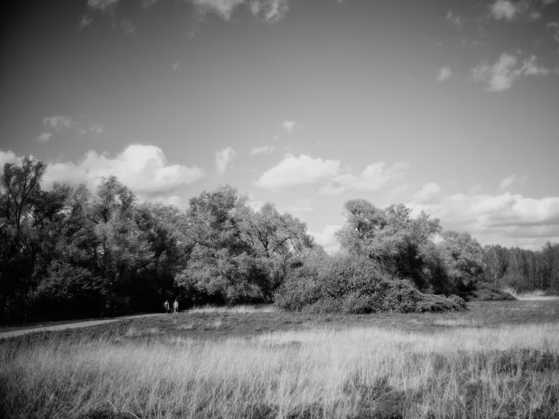 Black and white landscape with clouds above a line of trees and a grassy field in the foreground.