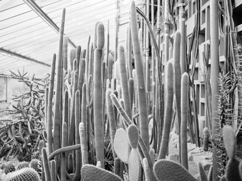 A dense collection of tall, slender cacti in a greenhouse with a glass ceiling.