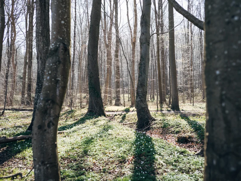 Sunlight filters through a forest of tall, bare trees onto a carpet of green and scattered white flowers.