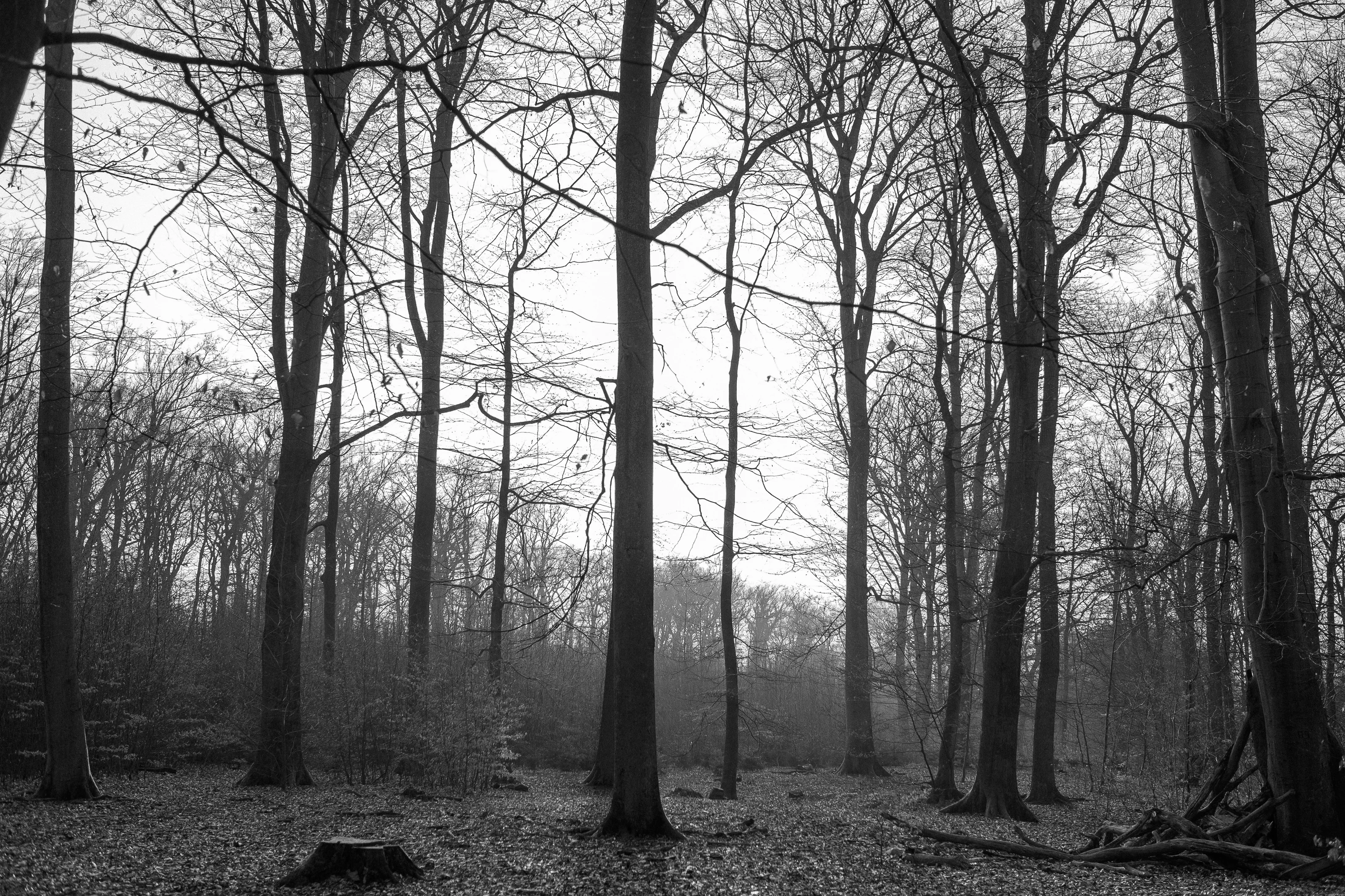 Black and white photo of a leafless forest with tall trees and a visible tree stump in the foreground.