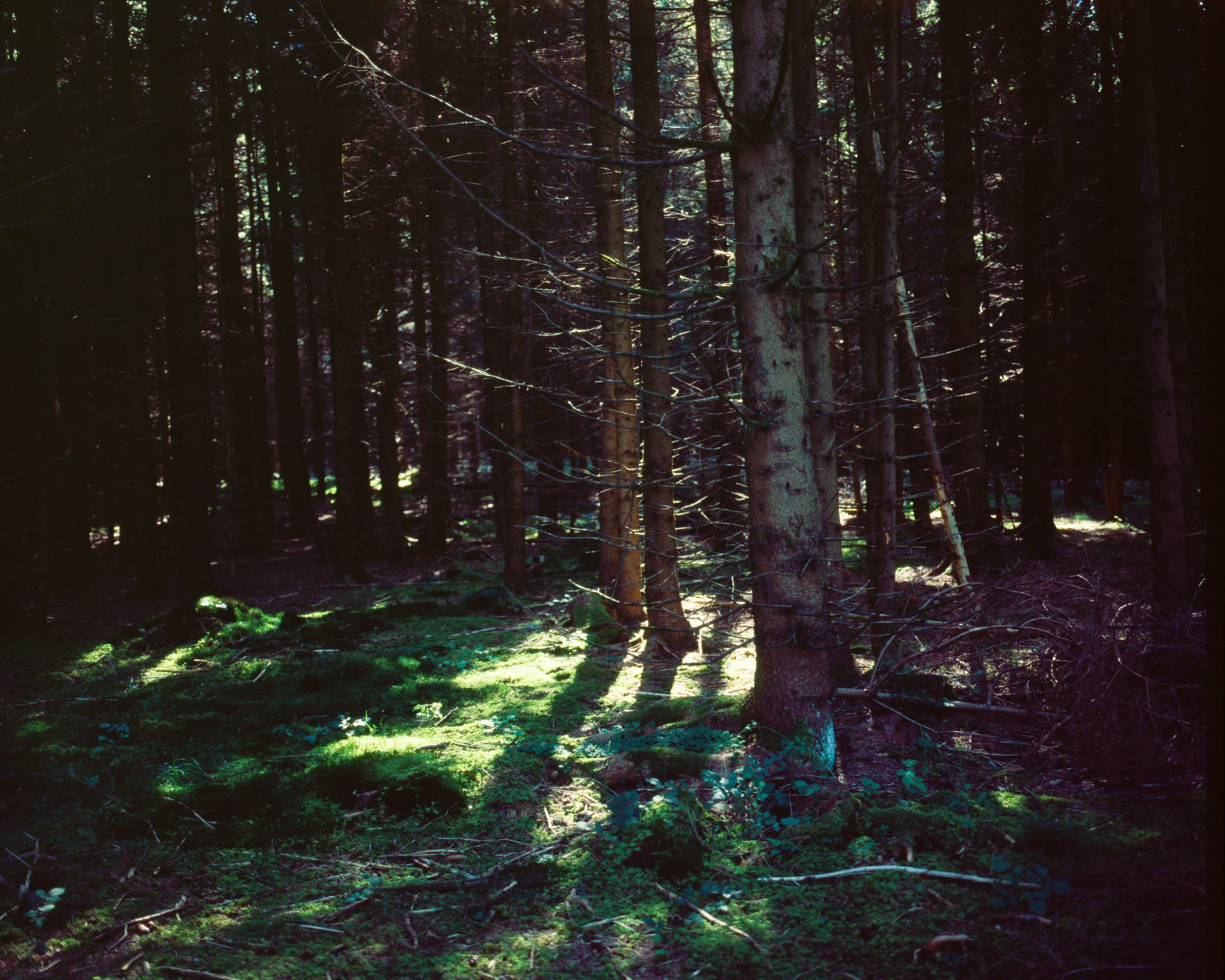 Sunlight filtering through dense forest trees onto a mossy ground.